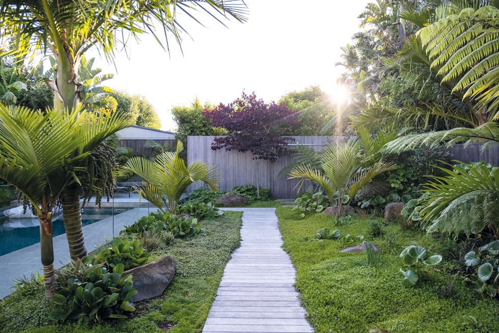 Subtropical Auckland garden with nikau palms and a timber path