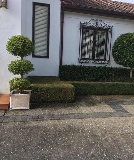 Topiary against a white stucco wall and wrought-iron window
